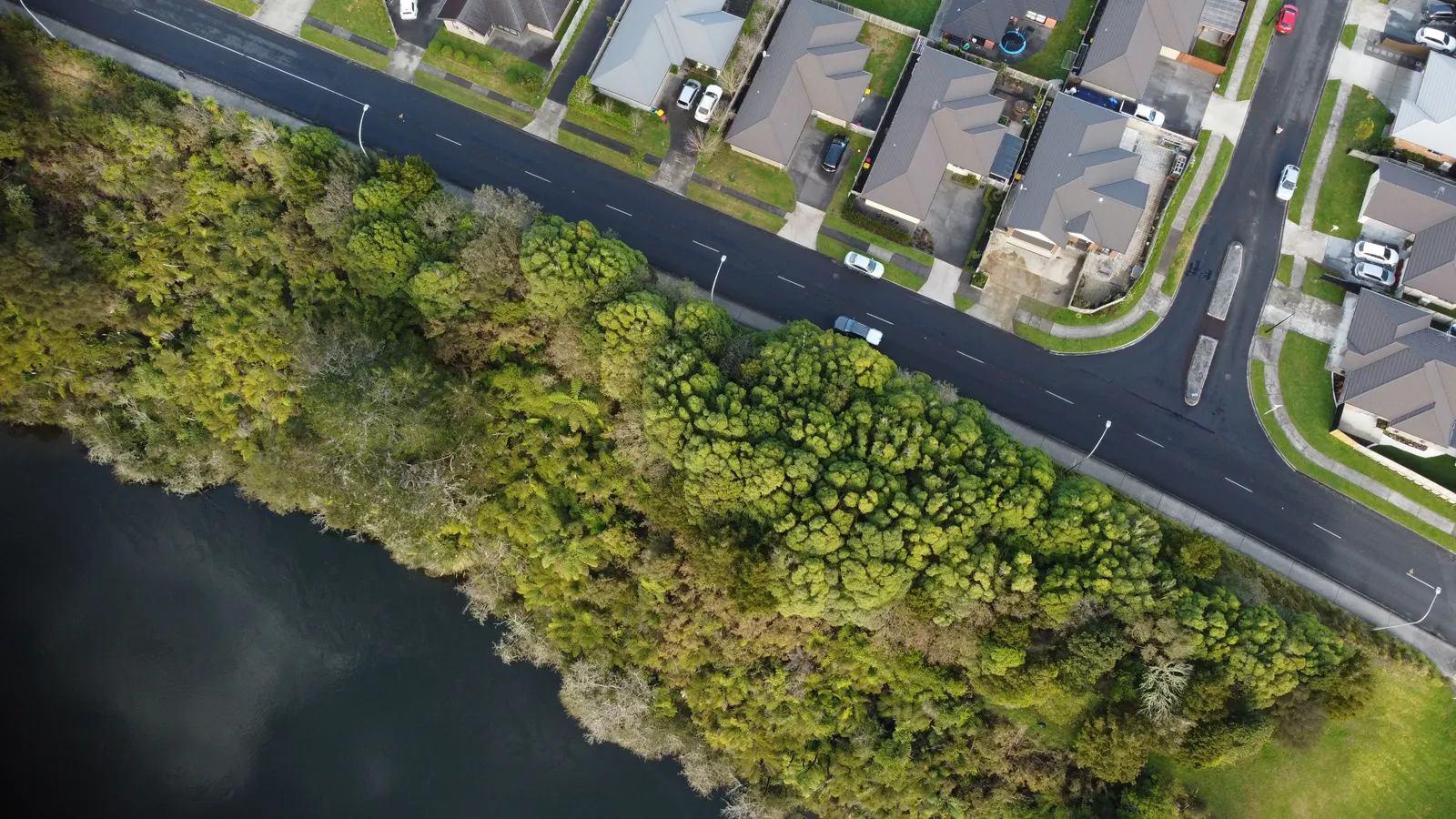 A tree-lined Auckland rental street